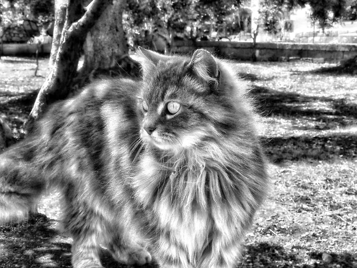 لوكوروتوندو La Cummersa Del Gatto المظهر الخارجي الصورة